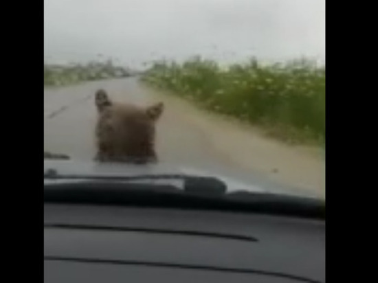 Медвежата-подростки «обыскали» машину на ямальской трассе