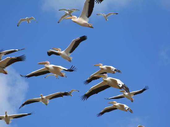 Калмыцкие орнитологи подсчитали розовых пеликанов