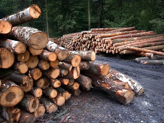 Рязанские полицейские раскрыли кражу древесины из лесничества