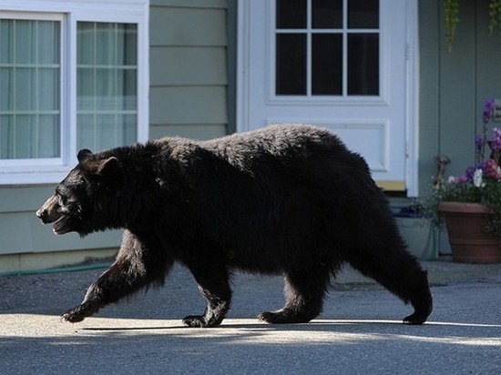 В Хабаровском крае медведь забрался в жилой дом