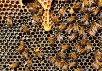 Этим летом во многих регионах России фиксируют массовую гибель пчел: Удмуртия, Марий Эл, Липецкая, Саратовская, Ульяновская, Курская области