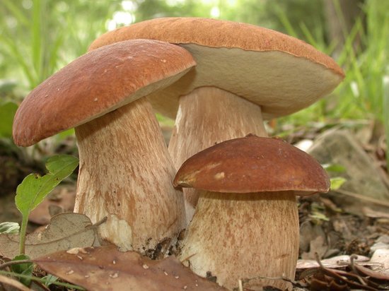 В Ярославской области пошли грибы