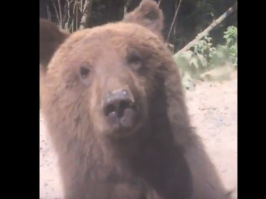 «Уже знакомый Михалыч»: на трассе под Енисейском снова заметили медвежонка