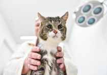 Уникальный гибридный имплантат создали для 14-летнего московского кота Лапуни молодые ученые НИТУ «МИСиС»