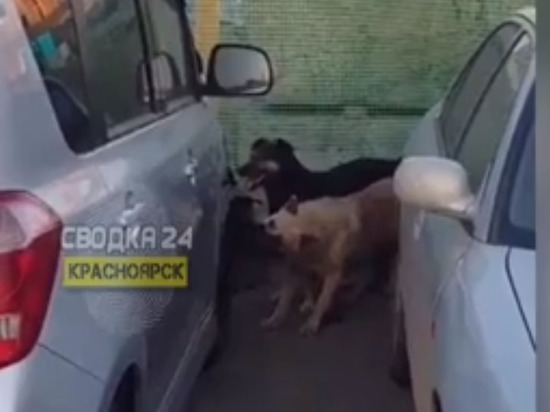На Взлетке бездомные псы разгрызли машину в поисках кошки