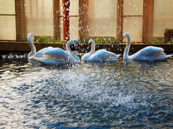 Лебеди Тульского Центрального парка ищут опекунов