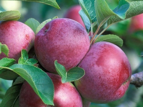 В Багратионовске полицейские раскрыли хищение 90 саженцев яблони
