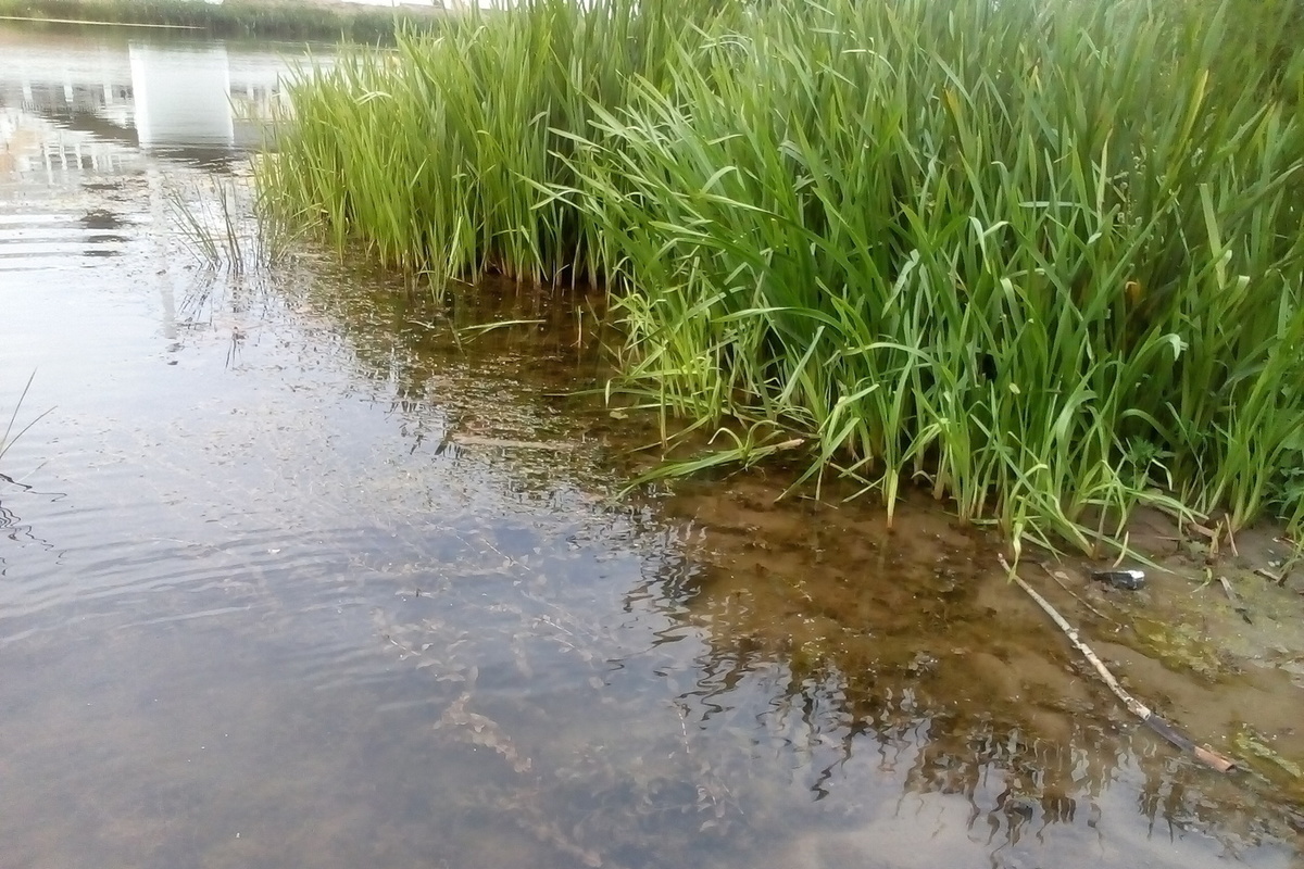 Почему реки мелеют летом. Озеро пруд речка Оренбуржье фото. Как мелеют реки, в, России,. Оренбург пруд купить