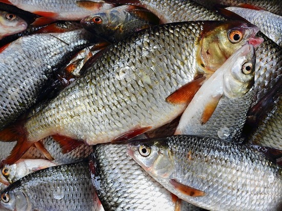 Рыбак из ЯНАО может сесть на два года за незаконную рыбалку