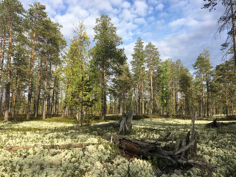 Пуровский Район Фото