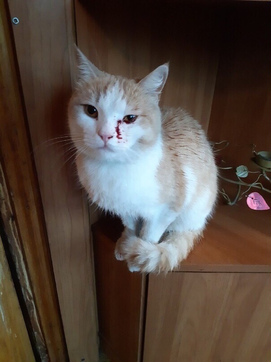 Барнаульский живодер выстрелил в глаз коту, животное будет жить с пулей в голове