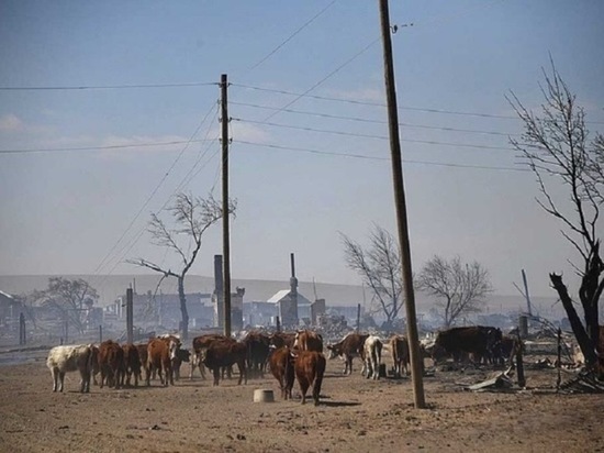 Навоз еще горит после пожаров на чабанских стоянках в Забайкалье