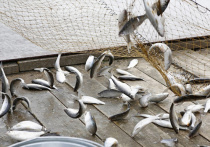 В Краснодарском крае на реализацию программ по поддержке рыбоводства в этом году выделено 30,5 миллионов рублей