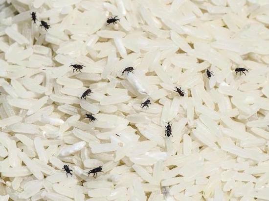 В порту Балтийска обнаружили 100 тонн риса, зараженного насекомыми