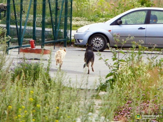В Екатеринбурге начали выпускать отловленных бездомных собак