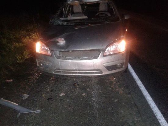 В Удмуртии из-за выскочившего на автодорогу лося пострадали 2 человека