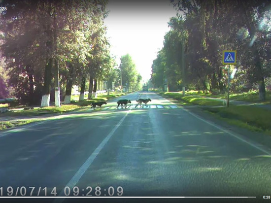 Кемеровчан позабавили собаки, которые учили друг друга переходить дорогу в Кировском