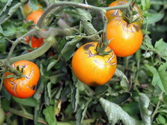 Агроном из Волгограда рассказал о черных пятнах на помидорах