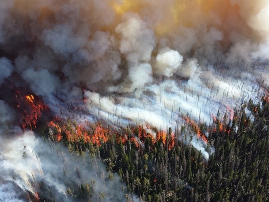 Один огромный лесной пожар сжег 54 га леса на Ямале