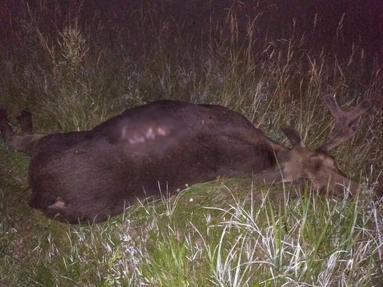 В Тверской области лось развернул машину в кювет