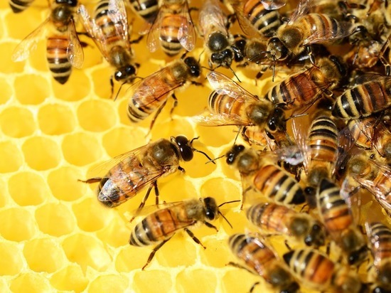 Хозяйствам, где погибли пчелы, помогут власти Алтайского края