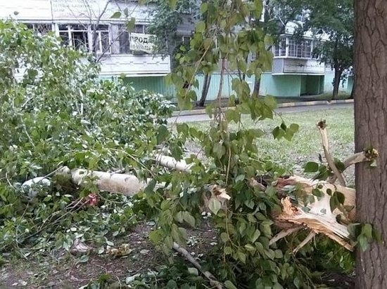 В Челябинске на пожилую женщину упало дерево, пострадавшая скончалась в больнице