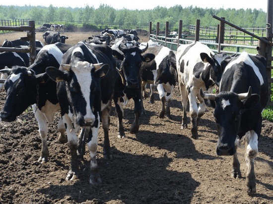 «Чувствуют себя хорошо»: новые коровы прибыли в Ноябрьск