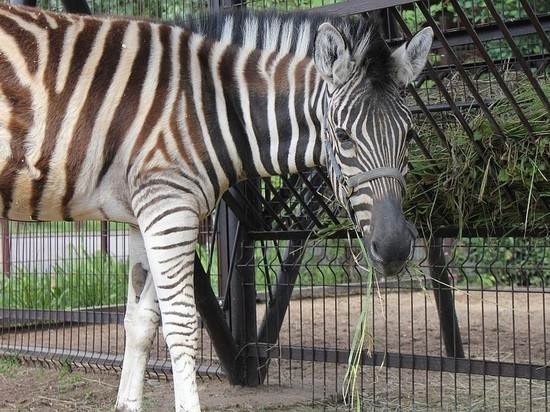 В Удмуртском зоопарке появился новый полосатый житель