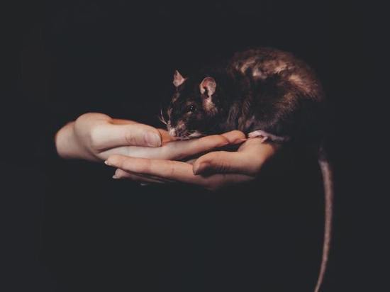Наглая крыса пришла в дом жительницы Кузбасса и сожрала корм ее хомяка