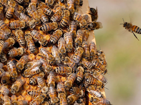 Массовую гибель пчёл на Кубани связали с использованием пестицидов