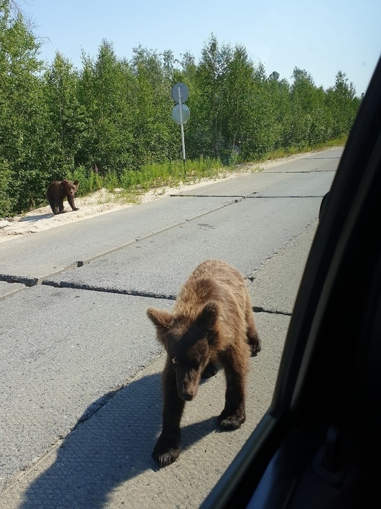 Исхудавшие медвежата вышли на трассу в Пуровском районе
