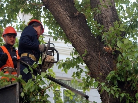 Виктор Кузеванов о том, что нужно делать для оздоровления городских деревьев