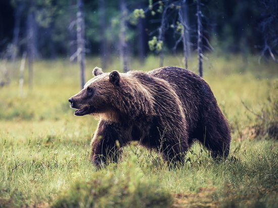 В Ярославской области расплодились медведи, их встречают уже в пригороде Ярославля