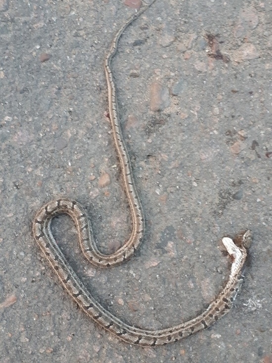 Жители Улан-Удэ нашли на детской площадке змею
