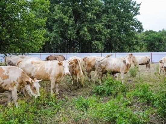 Животноводство Волгоградской области развивается при господдержке