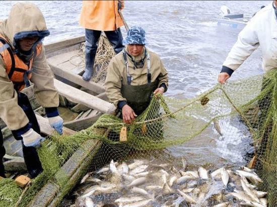 На Ямале выловили почти три тонны рыбы