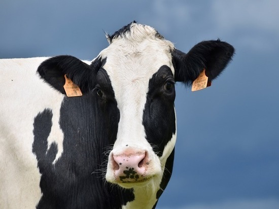 Финансируемый РСХБ животноводческий комплекс Калужская Нива получил финальную партию коров из Германии