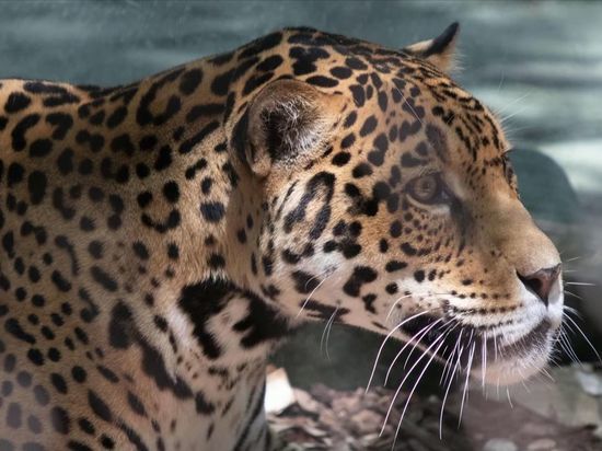 Прокуроры на Кубани изъяли целый зоопарк: волков, рысей, ягуаров, попугаев и обезьян
