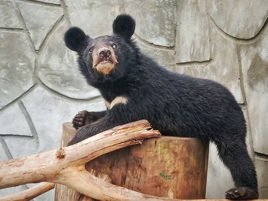 Гималайский медвежонок появился в зоопарке Калуги
