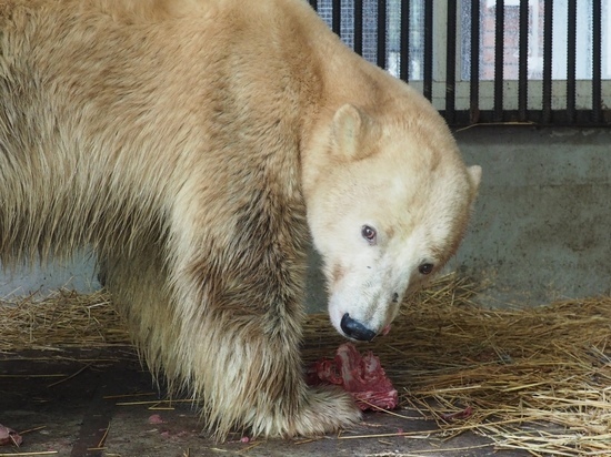 Медведицу из Норильска в «Роевом ручье» откормили на 12 кг