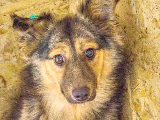 В Волгограде волонтеры ищут дом для обездоленных собак