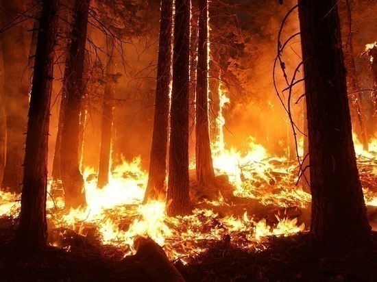 На Ямале в двух местах горит лес