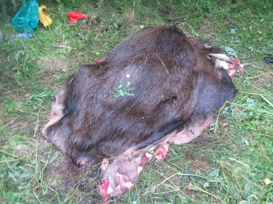 В Смоленской области браконьеру, убившему лося, грозит реальный срок