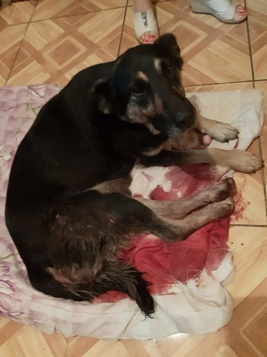 В Калининграде живодёр расстрелял из дробовика двух собак