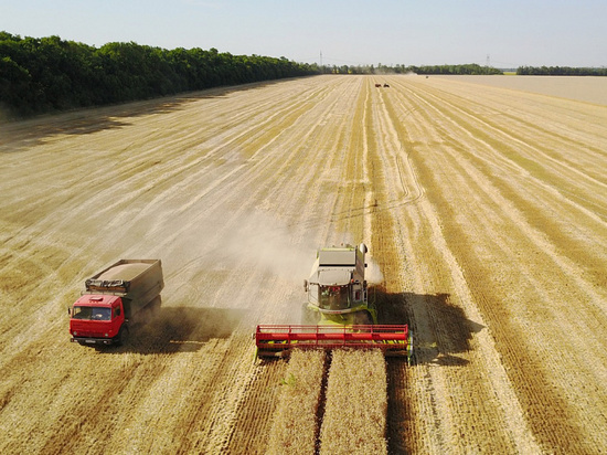 Кубань первой завершила уборочную кампанию рекордным урожаем свыше 11 млн тонн зерна