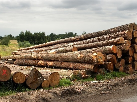 Вывоз «кругляка» из Забайкалья вырос, а обработанного леса упал на 16%