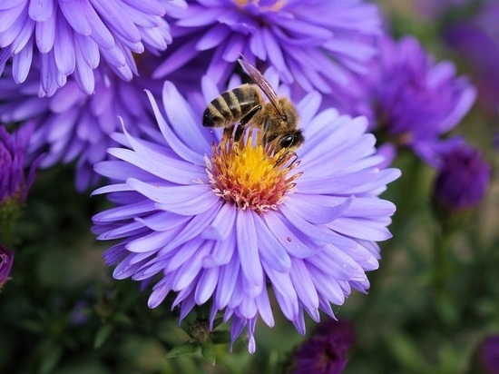 Тульская область может столкнуться с дефицитом урожая из-за гибели пчел