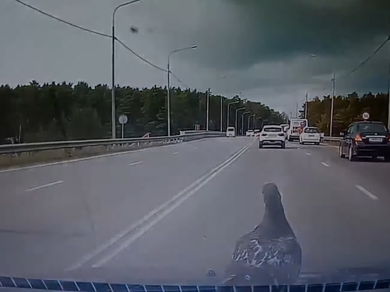 Барнаульский голубь предпочитает передвигаться на автомобилях