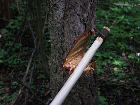 Житель Тверской области нарубил дров в Подмосковье