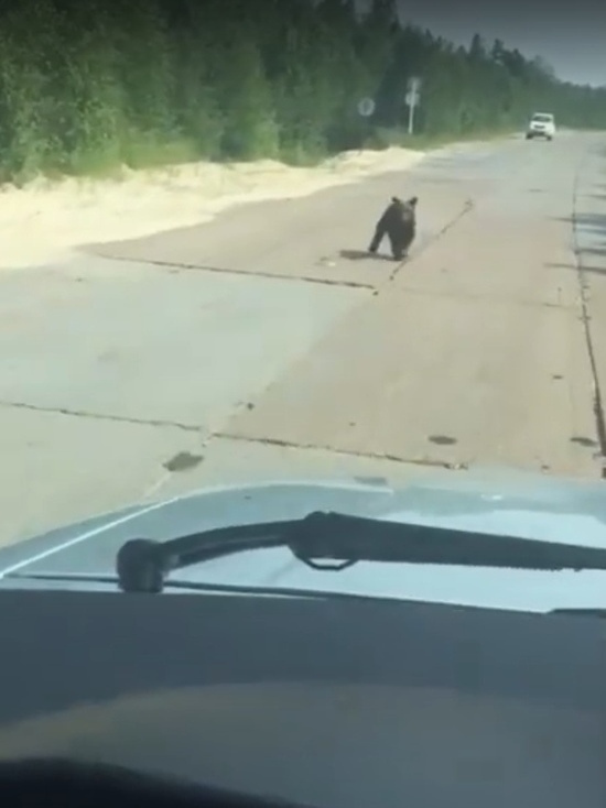 Медвежата «ловят машины» на трассе в ЯНАО
